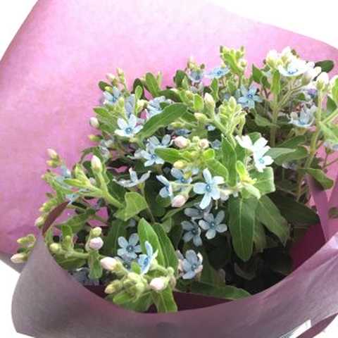 ブルースターの花束