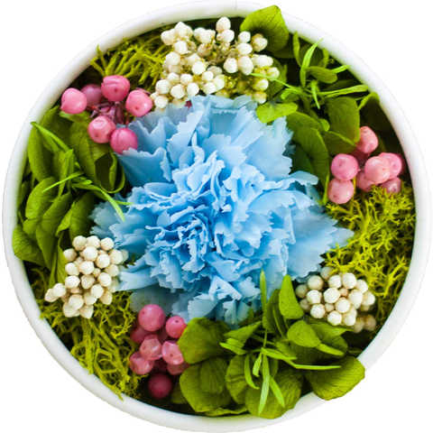 Ruplan プリザーブドフラワー 『adorable アドォーラァブル』 (ホワイト, カーネーションブルー)