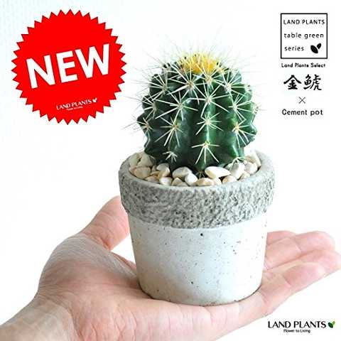 LAND PLANTS 【観葉植物】 サボテン 金鯱 (石模様のセメントポット)