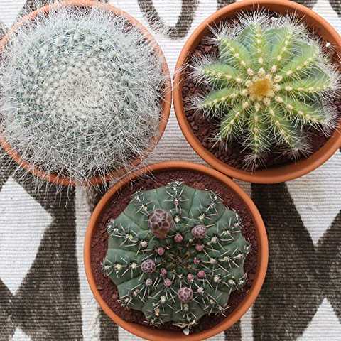 アソート サボテン 観葉植物 インテリア ギフト プレゼント 母の日 父の日 敬老の日 結婚記念日 引越し祝い 風水 (3号鉢3個)