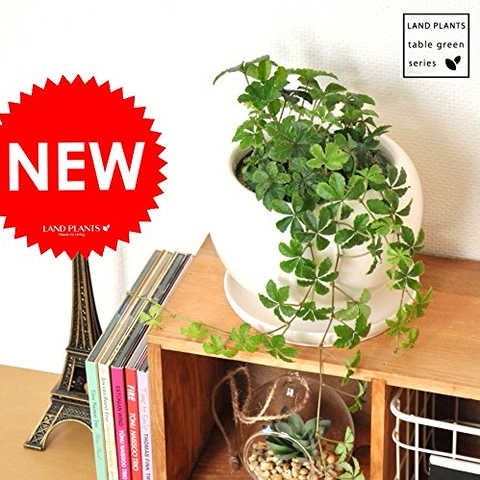 LAND PLANTS 【観葉植物】 シュガーバイン （白色丸型陶器）