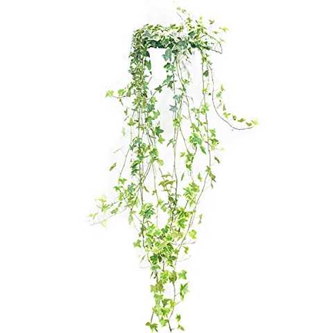 ヘデラ アイビー ヘリックス 吊り鉢 観葉植物 本物 中型 インテリア