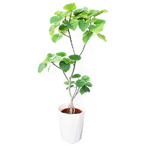 フィカス ウンベラータ ゴムの木 １０号 大鉢 観葉植物 本物 大型 インテリア １０号鉢 尺鉢
