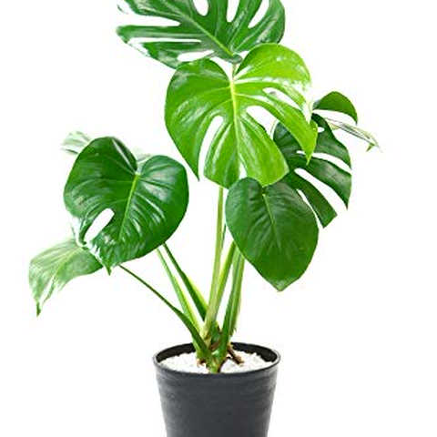 【セラアート鉢】選べる観葉植物 6号鉢 (モンステラ, ブラック)