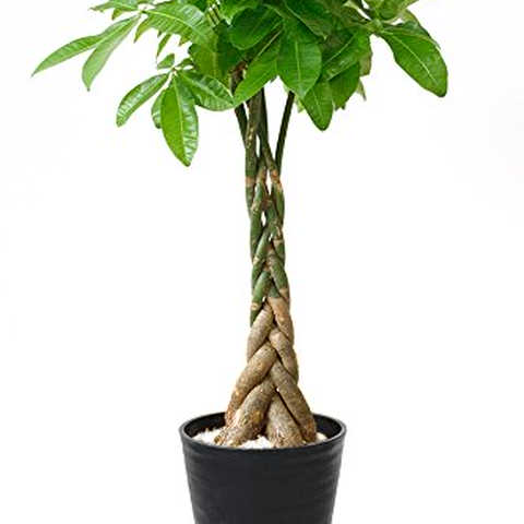 【セラアート鉢】選べる観葉植物 8号鉢 (パキラ, ブラック)