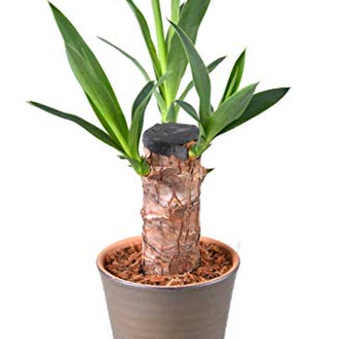 青年の木ユッカ４号陶器鉢植え 【観葉植物】