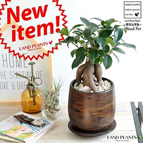 LAND PLANTS ガジュマル 幹太タイプ ウッド風ペイント陶器 Ｓサイズ 陶器鉢・鉢植え・鉢・丸鉢・ブラウン