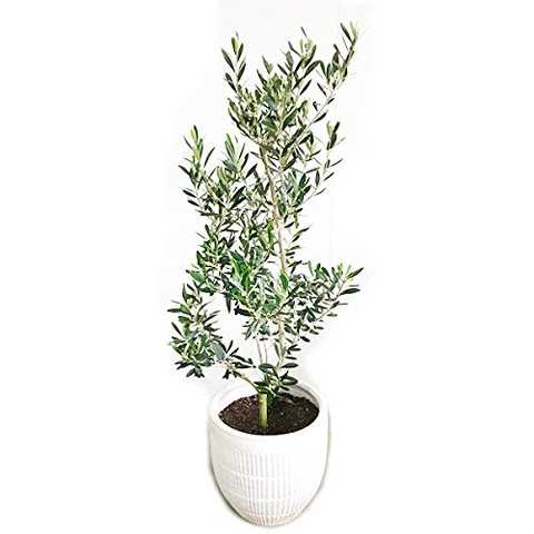 オリーブの木 ホワイトテラコッタ鉢植え 観葉植物 本物 庭木 鉢植え ガーデニング インテリア 大型 オリーブ