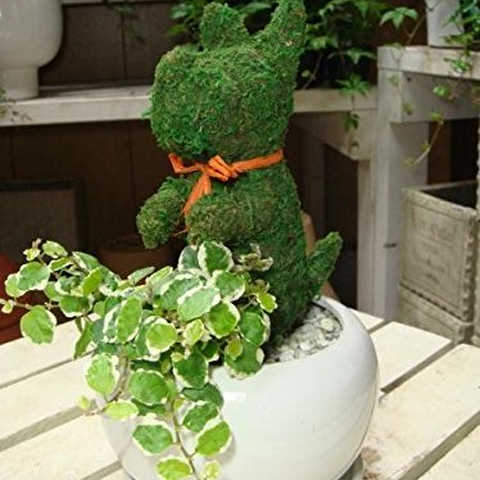 犬（イヌ）さん チンチンワンちゃん Sサイズ アニマル トピアリー モス 動物シリーズ 斑入りフィカスプミラを植え付けています インテリア陶器鉢・受け皿付き ミニ観葉植物