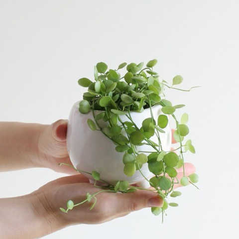 ディスキディア・ハートジュエリー