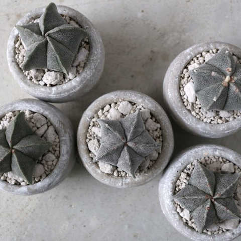 サボテン / ランポー玉