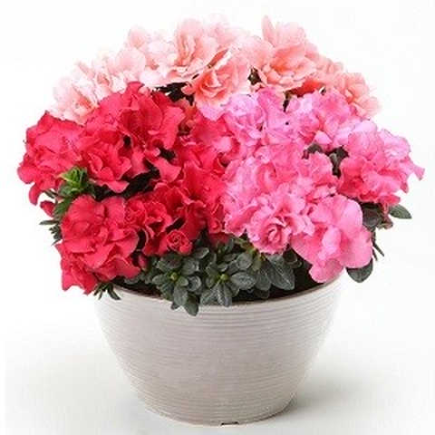 アザレア・カーニバル