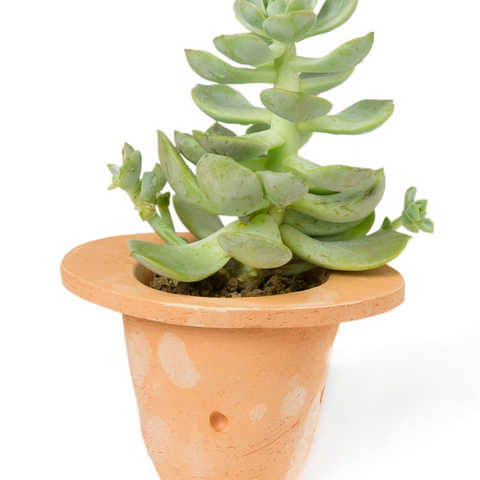 H.P.DECO 　植物入りテラコッタ鉢 