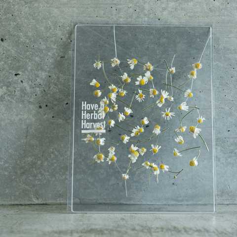 Matricaria chamomilla