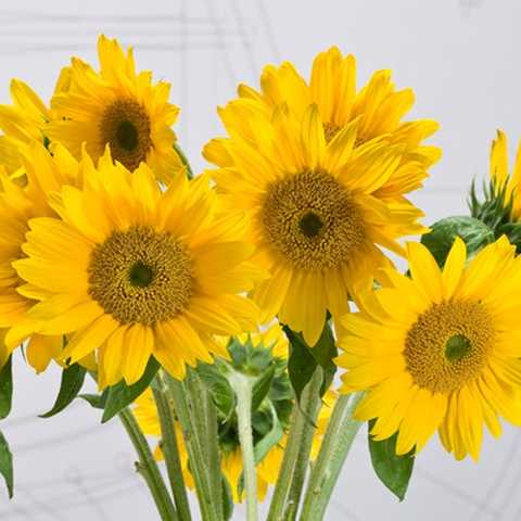 お花のフレッシュ便「ひまわり13本」