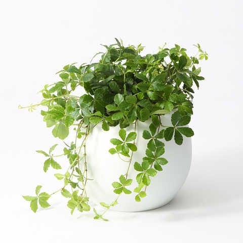 シュガーバイン