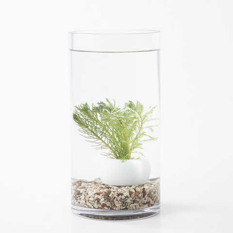 ミリオフィラム