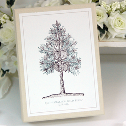 オリジナルbox［まつぼっくりM］