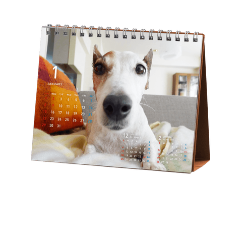 気まぐれカレンだー