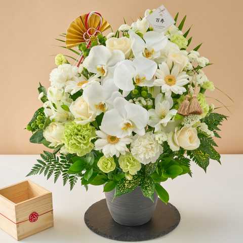 【送料無料】祝！百寿「白」100歳LL〜オーキッド〜