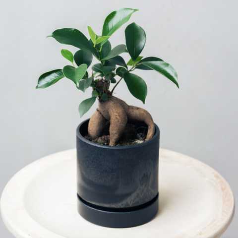 ガジュマル4号サイズ 選べる鉢のギフトセット