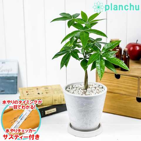 パキラ ネジリ 実生株 5号樹脂鉢 ホワイト サスティー付き 受け皿付き 育て方説明書付き Pachira glabra 発財樹