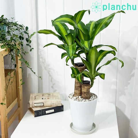 ドラセナ マッサンゲアナ 5号鉢 受け皿付き 育て方説明書付き Dracaena fragrans ‘Massangeana’ 幸福の木