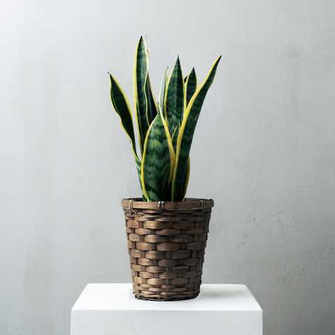 選べる6号鉢と鉢カバーのセット