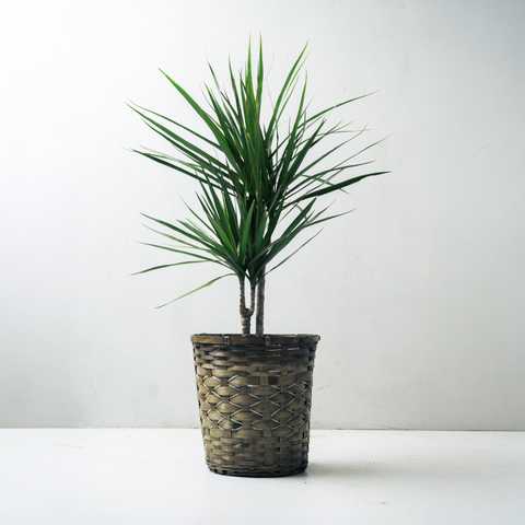 選べる8号鉢と鉢カバーのセット[A]