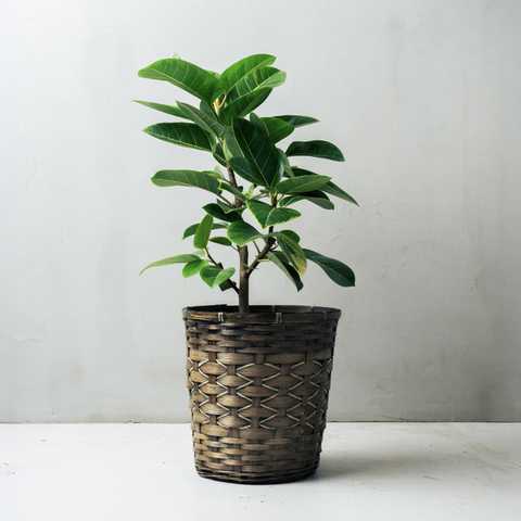 選べる8号鉢と鉢カバーのセット[B]