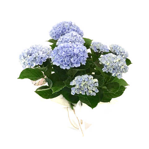 【母の日】紫陽花(鉢)