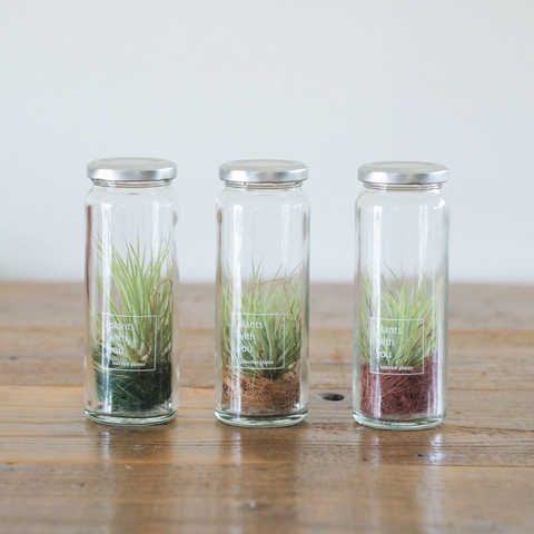 エアープランツ ボトルタイプ