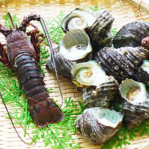 徳島 天然伊勢海老と天然サザエ詰合せ