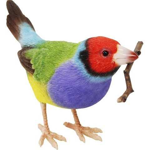 BIRDIE　BILL(コキンチョウ)