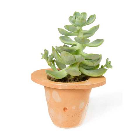 H.P.DECO 　植物入りテラコッタ鉢 