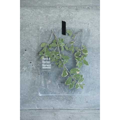 Mentha