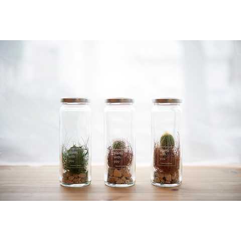 ボトルワールド カクタス！　‐1lot 3個セット‐