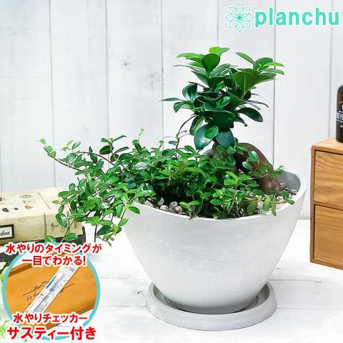 ガジュマル2種の寄せ植え 人参ガジュマル＆つる性ガジュマル 樹脂鉢 ホワイト サスティー付き 受け皿付き 育て方説明書付き 精霊の宿る木