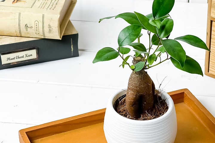 その他観葉植物 ani 2,000円の観葉植物のもらって嬉しい人気プレゼント・ギフト | Anny