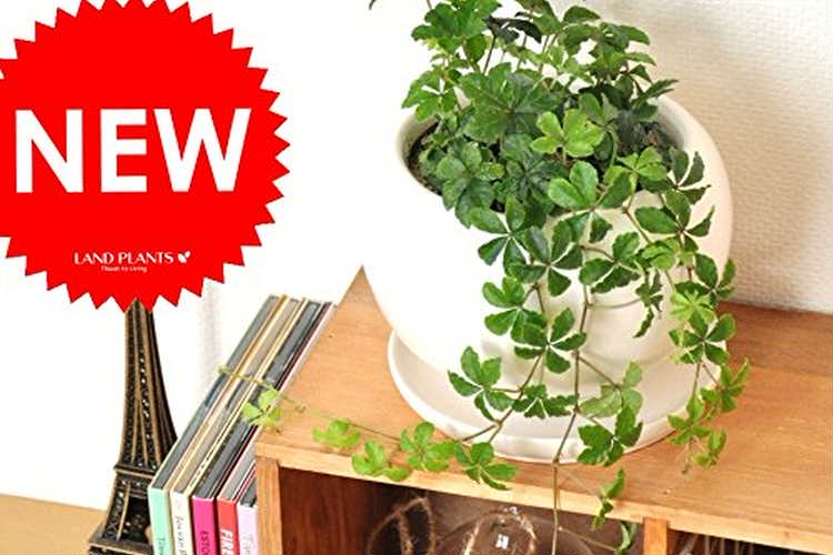 観葉植物はプレゼントにおすすめ 小さい種類を贈って癒しのプレゼント Anny アニー