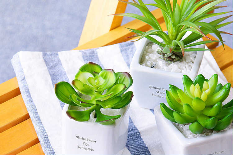 132円 数量限定価格!! ミニ 観葉植物 ガジュマル 2号 おしゃれ かわいい 卓上 本物 132円 数量限定価格!! ミニ 観葉植物 ガジュマル 2号 おしゃれ かわいい 卓上 本物