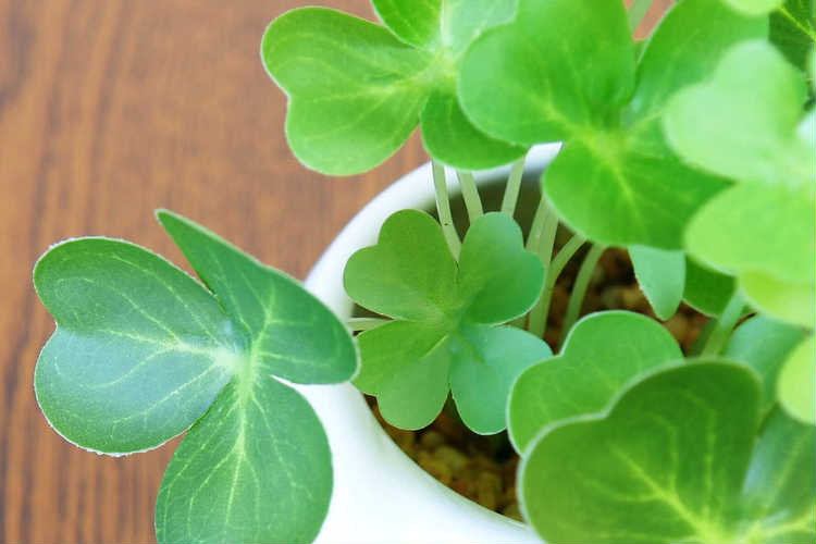 インテリア雑貨ギフト