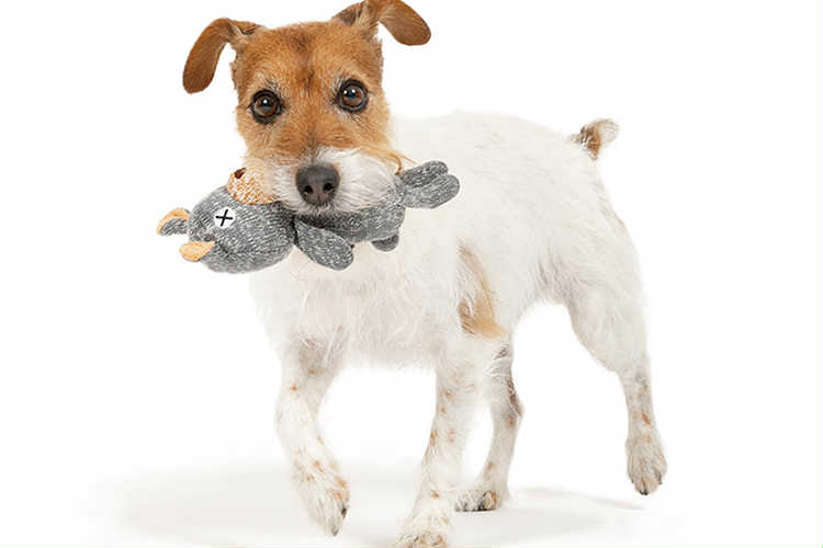 犬のおもちゃギフト