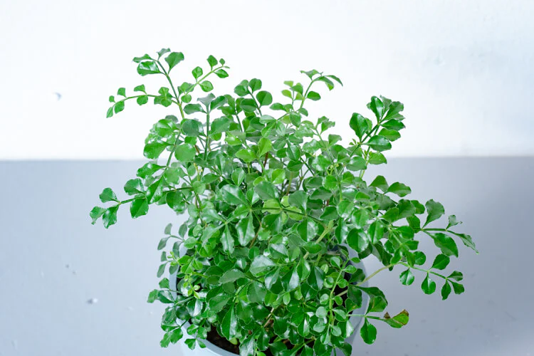 葉が小さい観葉植物ギフト