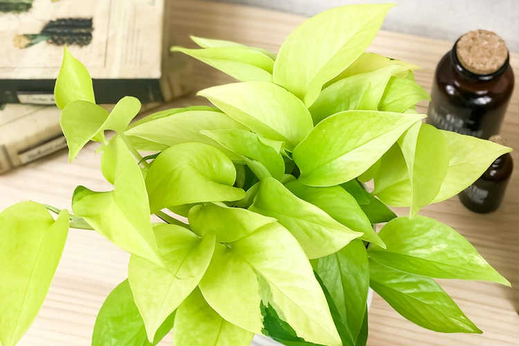 観葉植物