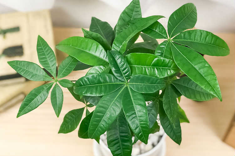 葉が大きい観葉植物ギフト