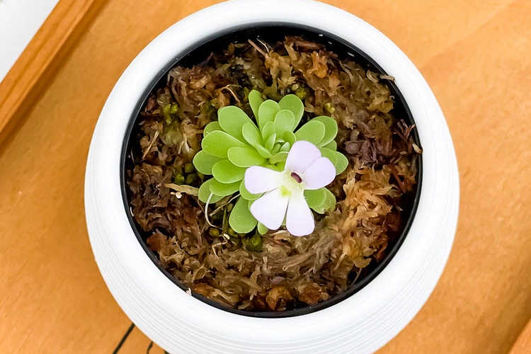 多肉植物