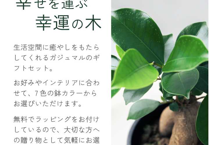 花・観葉植物ギフト