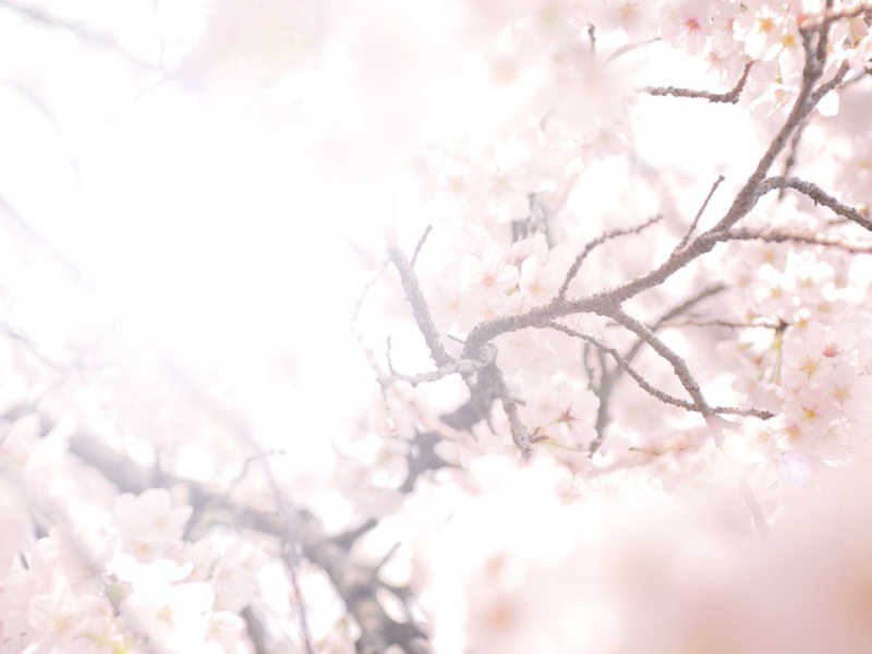 大人の桜デート決定版 記念日におすすめの東京厳選お花見スポット Anny アニー