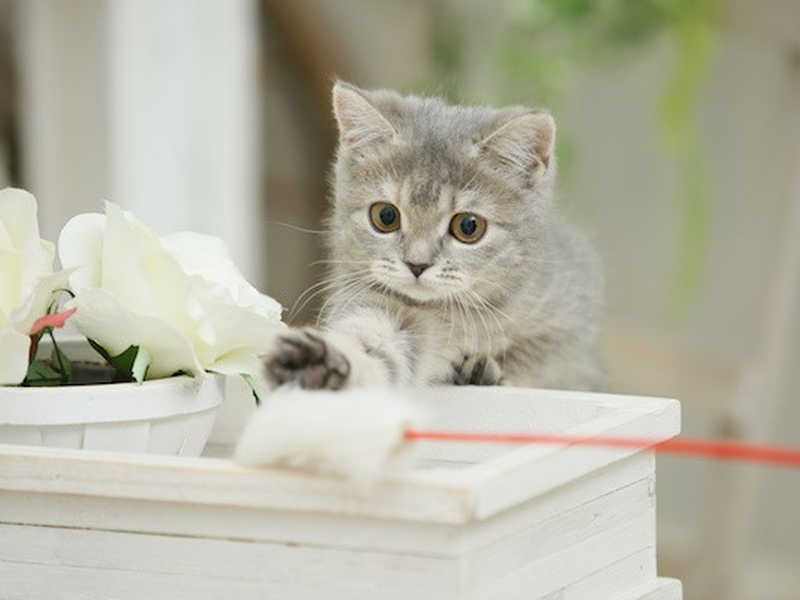 猫好きな母へ贈る猫グッズ。母の日には、ニャンだかハッピーな ...